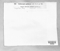Image of Endocarpon pallidum